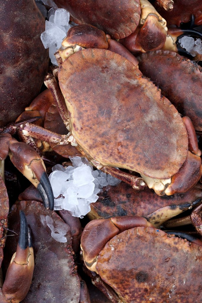 brown-crab - Cumbrae Oysters Scotland